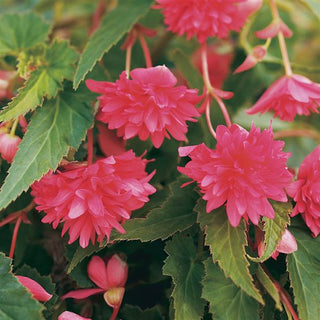 Begonia, Belleconia Rose