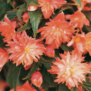 Begonia, Belleconia Soft Orange