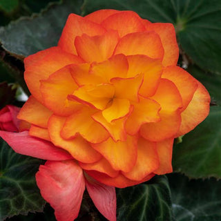 Begonia, Nonstop Fire