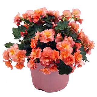 Begonia, Solenia Apricot