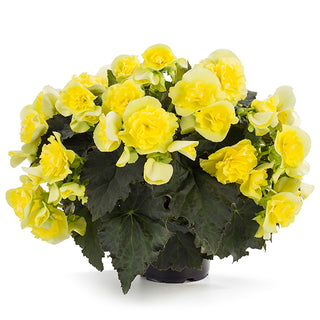 Begonia, Solenia Yellow