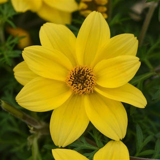 Bidens, Compact Yellow