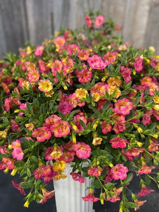 Beautiful Calibrachoa.  The chameleon series is a mix of pinks and yellows.  Grown here at Maple Park Farm Greenhouse,