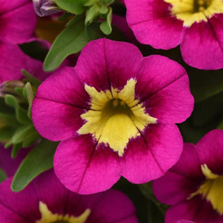 Calibrachoa, Bumble Bee Hot Pink