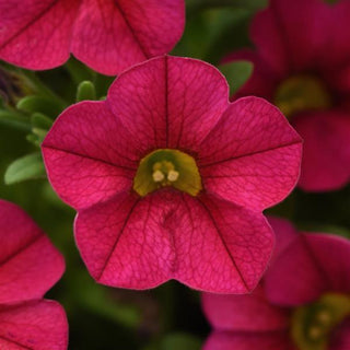 Calibrachoa, Conga Cherry