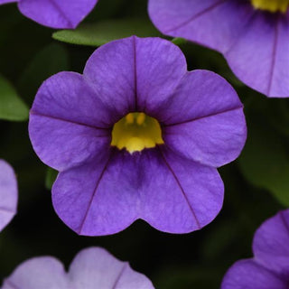 Calibrachoa, Conga Lavender