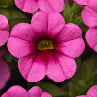 Calibrachoa, Conga Pink Kiss