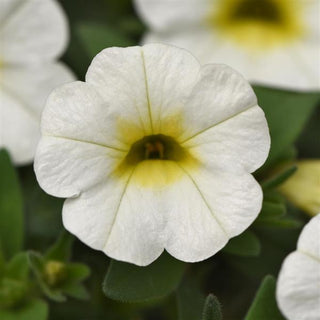 Calibrachoa, Conga White