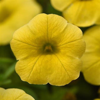 Calibrachoa, Conga Yellow