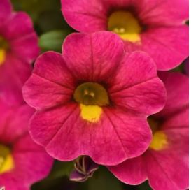 Pink Diva Calibrachoa bloom.  Outer pink bloom with yellow centre.  These make beautiful hanging baskets.