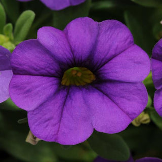 Calibrachoa, MiniFamous Neo Blue