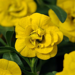 Calibrachoa, MiniFamous Neo Double Deep Yellow