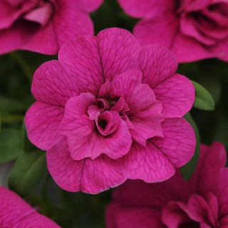 Calibrachoa, MiniFamous Neo Double Purple