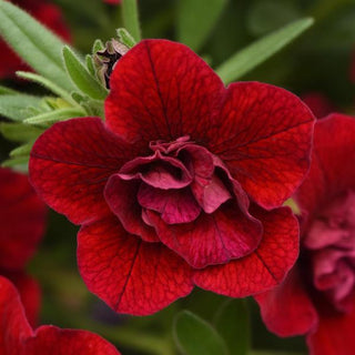 Calibrachoa, MiniFamous Neo Double Red