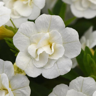 Calibrachoa, MiniFamous Neo Double White