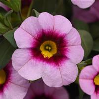 Calibrachoa, MiniFamous Neo Light Pink Eye