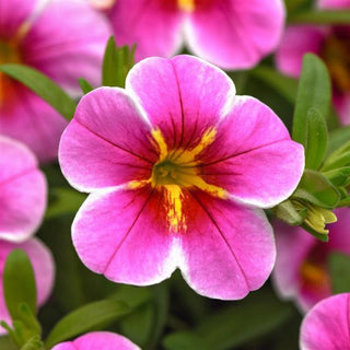 Calibrachoa, MiniFamous Uno Pink Starfruit *NEW*