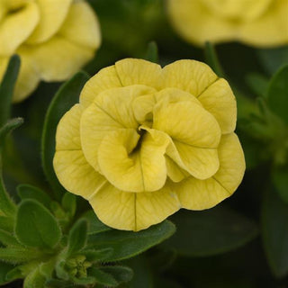 Calibrachoa, MiniFamous Neo Double Lemon