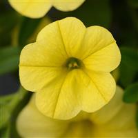 Calibrachoa, MinFamous Neo Deep Yellow