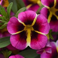 Calibrachoa, MiniFamous Neo Pink Hawaii