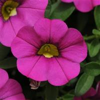 Calibrachoa, MiniFamous Neo Purple