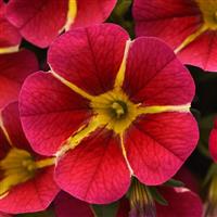 Calibrachoa, MiniFamous Neo Red Hawaii