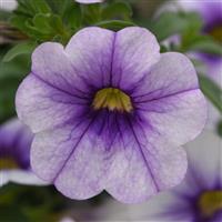 Calibrachoa, MiniFamous Neo Violet Ice