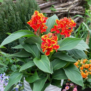 Canna, Cannova Red Gold Flame