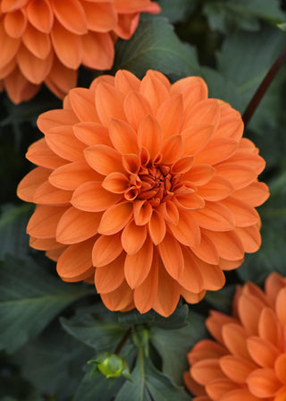 Dahlia Dalaya.  Big, beautiful apricot blooms, perfect for your patio containers.