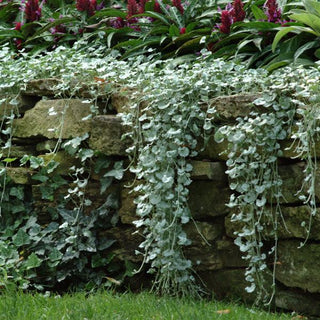 Dichondra, Silver Falls