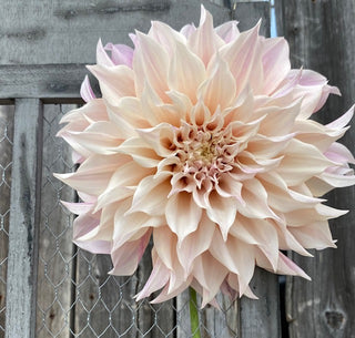 Cafe Au Lait Dahlias are stunning when used in wedding florals.  All our dahlias are grown without the use of harmful chemicals at Maple Park Farm.
