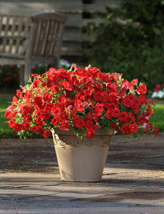 Petunia, Easy Wave Red