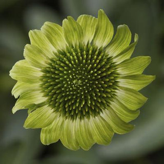 Echinacea, Prairie Blaze Green