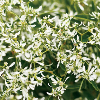 Euphorbia, Diamond Frost (Proven Winners)