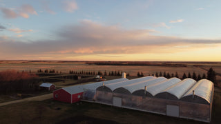 Greenhouses and gardens at Maple Park Farm.  We grow bedding plants.  Vegetable CSA and Flower Subscriptions available.  Located in Beaver County, AB.  Sustainable growing practices are used here at Maple Park Farm