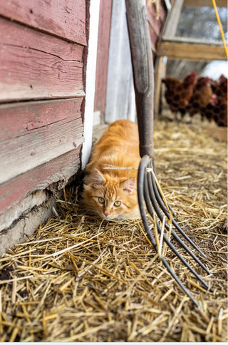 Cute orange kitten on the farm in front of chicken coop.  Peeking by the hay fork.