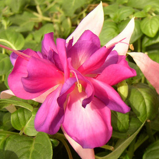 Fuchsia, Bella Rosella