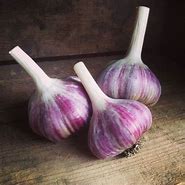 Garlic, Purple Russian