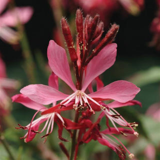 Gaura 'Ballerina Rose' (Wand Flower)