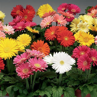 Gerbera