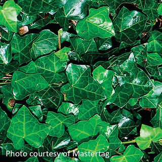 Hedera helix English (English Ivy)