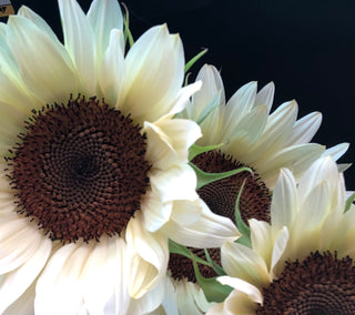 Stunning White Nite Procut sunflowers are a favorite of florists.  Stunning in cut flower bouquets and bridal bouquets.  All cut flowers are sustainably grown with no chemicals or pesticide use.
