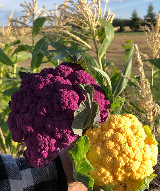 Purple and Orange Cauliflower in front of corn stalks.