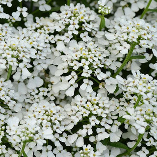 Iberis, Summer Snowdrift (Candytuft)