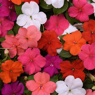 Impatiens, Beacon Formula Mix