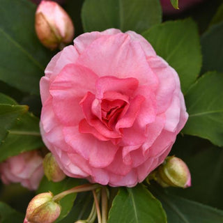 Impatiens, Glimmer Pink