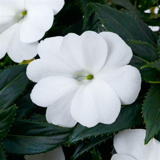 Impatiens, Sunpatiens Compact Classic White