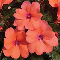 Impatiens SunPatiens, Pink Coral