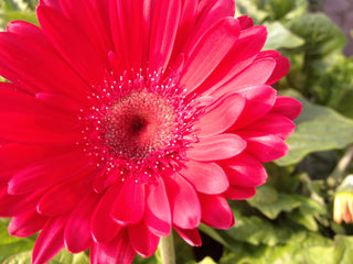 Stunning hot pink gerbera daisy.  Grown at Maple Park Farm Greenhouse.