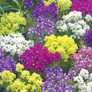 Linaria, Fantasista Mix